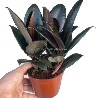 China Environmental friendly wholesale elaslica plants rubber tree ornamental ficus plants for home and garden for sale