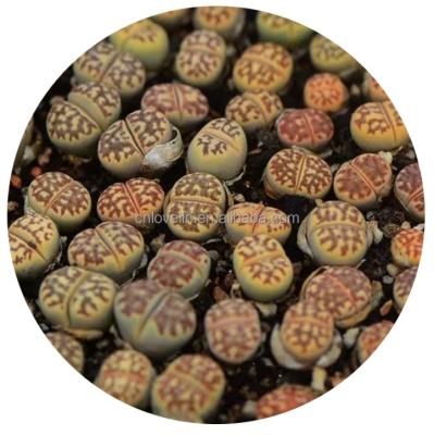 China Environment friendly Lithops dorotheae large tray lithops plants indoor plants natural plants stone flowers tray lithops for sale for sale