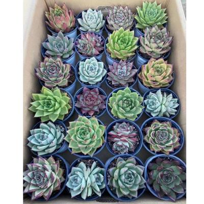 China 24pcs Real Color Environmental Friendly Cute Succulents Echeveria Mix Succulents Plants For Indoor Decorate for sale