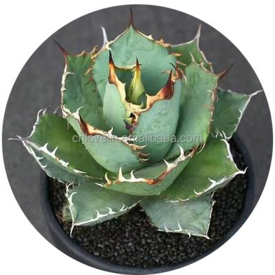 China Real natural gentry environmental friendly cactus titanota agave plants indoor agave plants plants for sale for sale