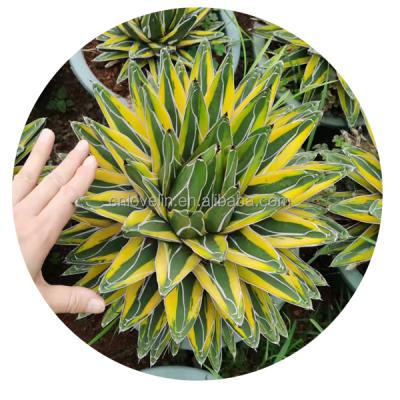 China Environmental Friendly Agave Plants Yellow Color Agave Varied Indoor Plants Natural Plants For Sale for sale