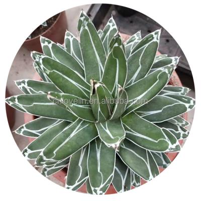 China Environmentally Friendly Indoor Natural Agave Plants Cacti Live Plants For Sale for sale