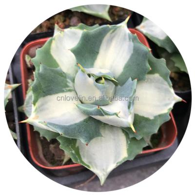 China Environmental friendly natural mediopicta isthmensis real agave cactus live plants cactus alba for indoor decorate for sale