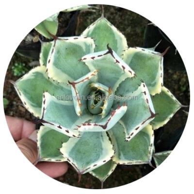 China Hot Selling Environmentally Friendly Agave Plants Indoor Plants Agave Potatorum Live Real Plants Cacti Succulents For Garden Decorate for sale