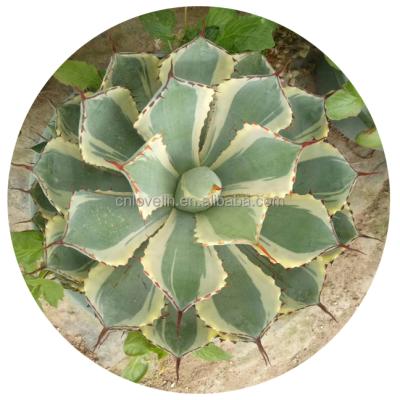 China Agave Potatorum Plants Large Size Environmental Friendly Natural Agave Living Plants Real Succulents For Indoor Decorate for sale