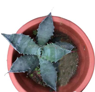 China Real Natural Environmental Friendly Agave Plants Agave Colorata Succulents Indoor Cactus Plants For Sale for sale