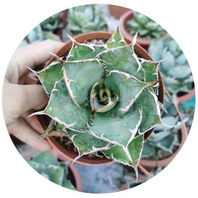 China Real natural environment friendly agave plants agave colorata succulents cactus indoor agave titanota plants for sale for sale