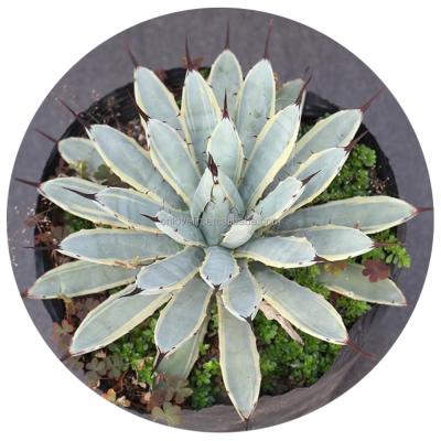 China Environmentally Friendly Agave Plants Indoor Cactus Macroacantha Plants Gold Side Natural Plants For Sale for sale