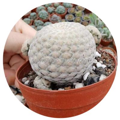 China Hot Selling Real Natural Rare Environmentally Friendly Cacti Seeds Indoor Succulent Cacti Piscidermis Euphorbia Plants Cacti Plants for sale