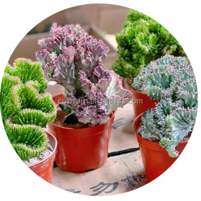 China Indoor Succulents Euphorbia Euphorbia Plants Succulent Crested Cacti Hot Sale Environmental Friendly Real Cacti Euphoria Plant Indoor Plants for sale