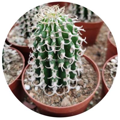 China Real Environment Friendly Natural Rare Cactus Spurge Cactus Plants Gifts Columnaris For Indoor Living Natural Plants for sale