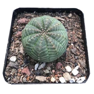 China Environmental friendly euphorbia obesa cactus live plants cute cactus than real cactus for decorate natural plants for sale