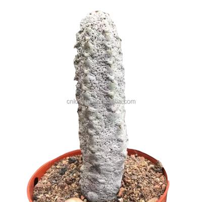 China Real environment friendly abdelkuri cactus spurge cactus for decorate natural plants for sale