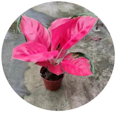 China China high quality environment friendly real red bonsai plants aglaonema leaves indoor aglaonema plants and succulents for indoor decorate for sale