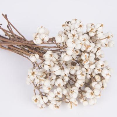 China Floral Natural Tallow Berry Stems Natural Dry White Ball Flower Small For Flower Arrangement for sale