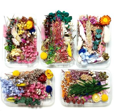 China Decoration or Craft Materials Preserved Accessories Plant DIY Natural Handwork Decor Dry Flower Style Random Gift Box of Beautiful for sale