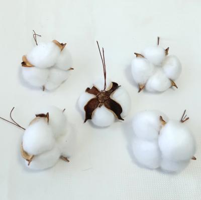 China Crafts Dried Natural Cotton Boll With Few Yarn Stem DIY Flower Arrangement Materials for sale