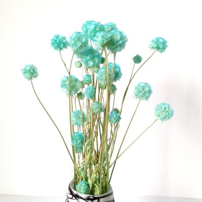 China Decoration Dried Preserved Scabiosa Pods, Natural Flower Plant Home Decoration, Office Table Decorative Flowers. for sale