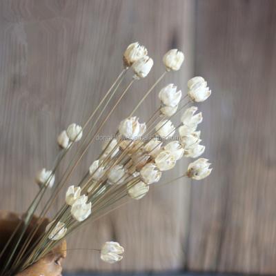 China Small Flower Handicraft Michelia Figo Natural Dry Handmade Flower for sale