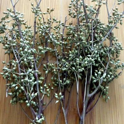 China Natural Mini Crafts Eucalyptus Fruit Tree Branch Spray for sale