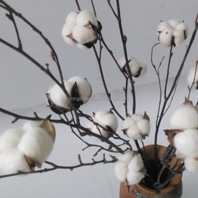 China Decoration Dried Cotton Swabs Home Decor Table Centerpiece Wholesale Price for sale