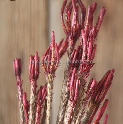 China Craft project pine pinaster natural dry flower for sale