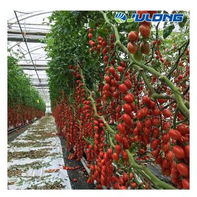 China Simple structure and easy assemly agricultural multi-span plastic film vegetable greenhouse with dutch bato bucket planting system for sale