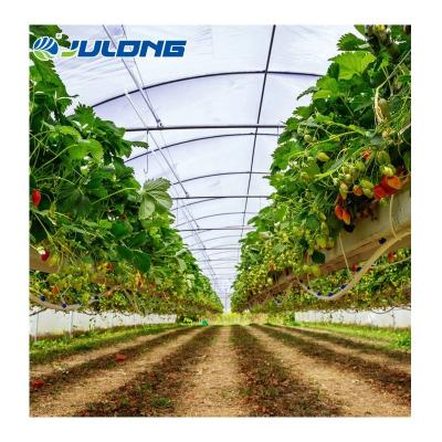 China Simple structure and easy assemly turnkey pc sheet polycarbonate greenhouse for planting strawberry for sale