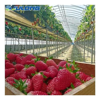 China Simple structure and easy assemly Turnkey Greenhouse Multi-span Film Mill Agricultural Greenhouses Galvanized Steel Pipe For Greenhouse Large Frame PC Sheet for sale