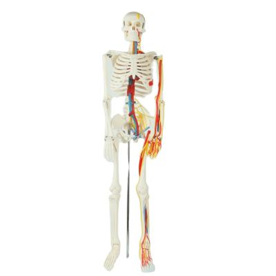 China Full Size Anatomy Skeleton Model Chromatic Vessels Nerves 85cm for sale