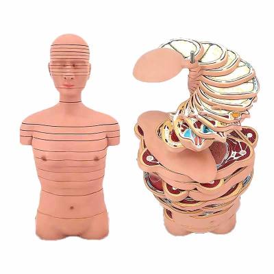 China Medical Training Teaching human Anatomical Skeleton Model Bone Structure for sale