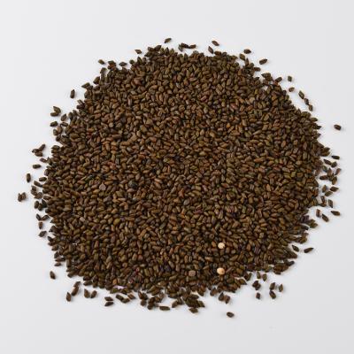 China Interesting Loose Tea Price New Good Cassia Seed Tea Cassia Seed for Herbal Tea for sale