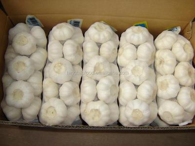 China New Fresh Chinese Cultured Garlic (4.5cm 5.0cm 5.5cm 6.0cm) / Garlic Normal, mesh bag or pure white carton packing for sale