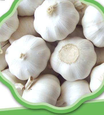 China fresh fresh garlic for sale