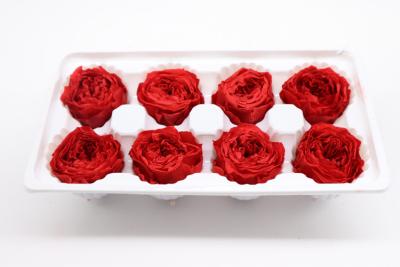 China 4-5cm  Austin Flower Rose Head Preserved Long Lasting Eternal Rose For Wedding Decoration Te koop