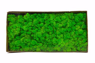 China Preserved Moss wall decoration interior decoration beautiful stabilized preserved reindeer moss for sale