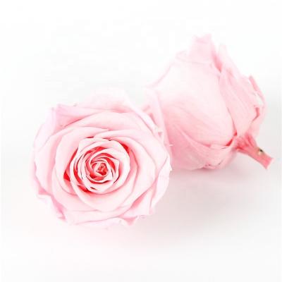 China Pliability Maintaining Preserved Rose Heads Excellent Flowers Eternity for sale