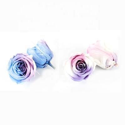 China Beautiful Colorful Preserved Rose Heads Elegant For Home Decoration for sale