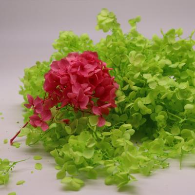 China Red Green Preserved Hydrangea Stems For Wedding Decoration for sale