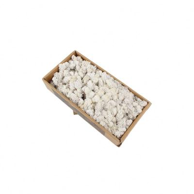 China Stabilized Preserved Moss Balls , Luxury Dried Reindeer Moss Home Decor for sale