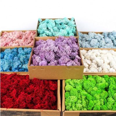 China Colorful Room Decorative Natural Reindeer Moss Decoration Day for sale