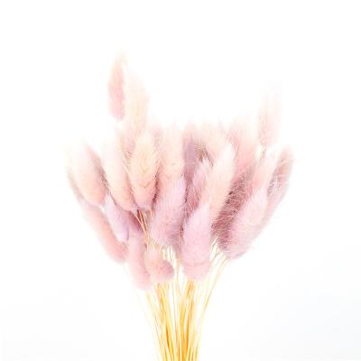 China Real Touch Beautiful Dried Flowers Rabbit Tail Grass Preserved Lagurus Ovatus for sale