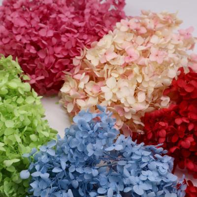 China Beautiful multicolored Preserved Flower Hydrangea Bouquet Wholesale Preserved Foliage Preserved Big Leaf for sale