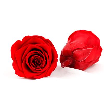 China Allergy Friendly 5-6cm Preserved Rose Flower Heads for sale