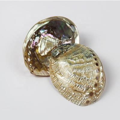 China Home Decoration 10-13cm Burning Mexico Abalone Shell &Conch Decoration Nautical Sea Beach Wedding Landscape Polishing Burning S Wise for sale