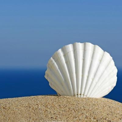 China Large Nautical White Conch Decoration Home Aquarium Landscaping Wedding Landscape Decoration Natural Shell Scallop for sale