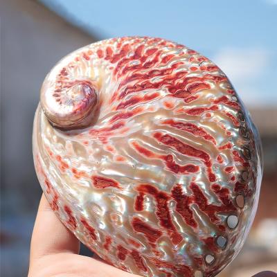 China Home Decoration 10-13cm Shell Natural Shell Red &Conch Abalone Wedding Landscape Nautical Polishing Burning Sage Shell for sale