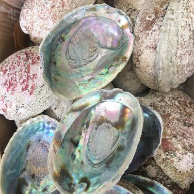 China Raw Abalone 13-15cm Natural Nautical Shell From New Zealand For Burning Sage for sale