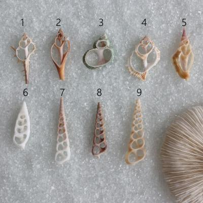 China DIY Accessories of Shell Natural Cut Shells Natural Shell Conch Tribal Jewelery Craft for sale