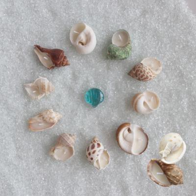 China Birthdays 12 Styles Natural Small Conch Aromatherapy Candle for Wedding Coastal Home Decor Craft Seashells for sale